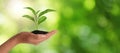 Closeup view of woman holding small plant in soil on blurred background, banner design with space for text. Ecology protection Royalty Free Stock Photo