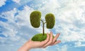 Closeup view of woman with tree in shape of human kidneys against blue sky. Health care concept