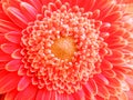 closeup of a coral-pink colored Gerbera flower