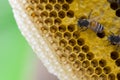Closeup view of the working bees on honeycomb, Honey cells pattern, BeekeepingHoneycomb texture. Royalty Free Stock Photo