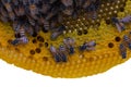 Closeup view of the working bees on honeycomb, Honey cells pattern isolated on white background. Royalty Free Stock Photo