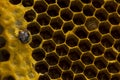 Closeup view of the working bees on honeycomb, Honey cells pattern, BeekeepingHoneycomb texture. Royalty Free Stock Photo