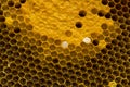 Closeup view of the working bees on honeycomb, Honey cells pattern, BeekeepingHoneycomb texture. Royalty Free Stock Photo