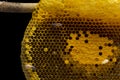 Closeup view of the working bees on honeycomb, Honey cells pattern, BeekeepingHoneycomb texture. Royalty Free Stock Photo