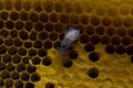 Closeup view of the working bees on honeycomb, Honey cells patte Royalty Free Stock Photo
