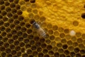 Closeup view of the working bees on honeycomb, Honey cells pattern, BeekeepingHoneycomb texture. Royalty Free Stock Photo