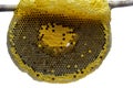 Closeup view of the working bees on honeycomb, Honey cells pattern, Beekeeping Honeycomb texture. Royalty Free Stock Photo