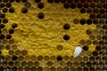 Closeup view of the working bees on honeycomb, Honey cells patte Royalty Free Stock Photo