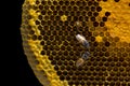 Closeup view of the working bees on honeycomb, Honey cells pattern isolated on black background. Royalty Free Stock Photo