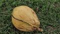 Closeup view of yellow coconut on the grass. Fresh fruit concet