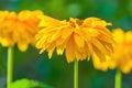 Closeup view of yellow flowers background