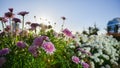 Purple and white flowers blooming