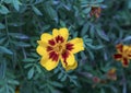 Closeup view yellow geranium bloom with dark center, Galatina, Italy