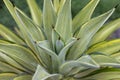 Closeup view of yellow green agave leaves Royalty Free Stock Photo