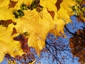 Closeup view of a yellow leaf during autumn time Royalty Free Stock Photo