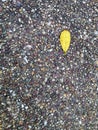 Closeup view of yellow leaf on the garden floor Royalty Free Stock Photo
