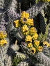 Closeup view of the yellow mature fruit of cylindropuntia spinosior in Tuscay, Italy.