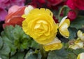 Closeup view of a yellow Persian buttercup, Ranunculus asiaticus, in Vail Village, Colorado. Royalty Free Stock Photo