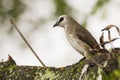 Closeup view of a yellow vented bulbul