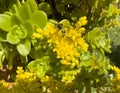 Closeup view of a yellowjacket wasp on Broadleaf stonecrop, botanical name Sedum spathulifolium, in Tuscany, Italy. Royalty Free Stock Photo