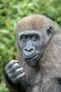 Young female Western Lowland Gorilla Royalty Free Stock Photo