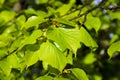 Closeup view of young green leaves of linden tree after rain
