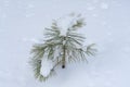 Closeup View of Young Jeffrey Pine Tree Covered in Snow Royalty Free Stock Photo
