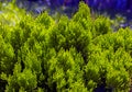 Thuja bush closeup