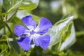 Closeup of a Vinca major, bigleaf periwinkle, large periwinkle, greater periwinkle, blue periwinkle, flower Royalty Free Stock Photo