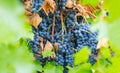 Closeup vine berry cluster on a branch