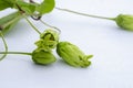 Closeup Of Vine Blossoms