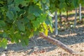 Closeup of a vine with clusters of green grapes