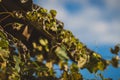 Closeup of a vine of a grape leaf