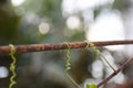 Closeup vine on steel. Nature and man made.