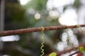 Closeup vine on steel. Nature and man made.