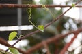 Closeup vine on steel. Nature and man made.