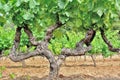 vinegrape in a fied growing in summer