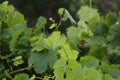 Closeup of vines in a vineyard Royalty Free Stock Photo