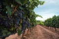 Closeup of Vineyard with blue ripe grapes before the harvest in La Rioja Royalty Free Stock Photo