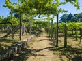 Closeup of vinho verde vineyards with a walking path in the afternoon Royalty Free Stock Photo