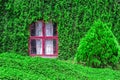 Closeup of Vintage House Covered by Green Ivy climbing plant. Red window with Coatbuttons plant wall among green nature background