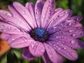 Violet african daisy with blue center Royalty Free Stock Photo