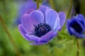 A closeup of a violet anemone flower.