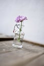 Closeup of a small violet flower in a small glass bottle on a wooden cracky furniture in front of a white wall