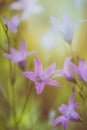 Closeup of violet bellflowers