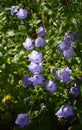 A closeup of violet blue flowers of Campanula carpatica in the garden Royalty Free Stock Photo
