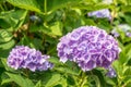 Violet colored Hydrangea Macrophylla flowers from close Royalty Free Stock Photo