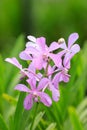 Violet-purple dotted orchid in the wild rainforest