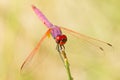 Closeup of a Violet dropwing on the grass under the sunlight with a blurry background