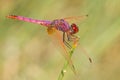 Closeup of a Violet dropwing on the grass under the sunlight with a blurry background Royalty Free Stock Photo